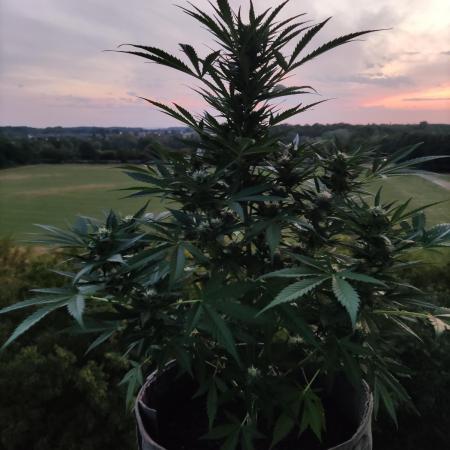 Ghost Train Haze Auto