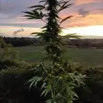 CBD Fix Auto