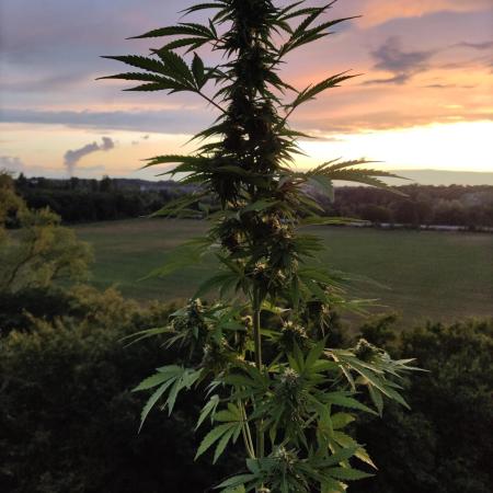 CBD Fix Auto