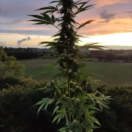 CBD Fix Auto