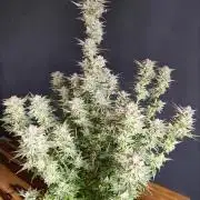 White Widow  X  The Ultimate