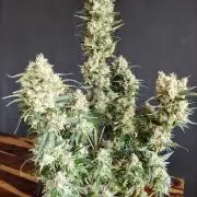 Power Plant