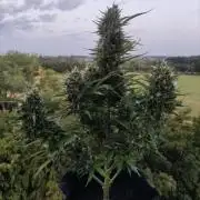 Creamzilla Auto ( In & Outdoor )