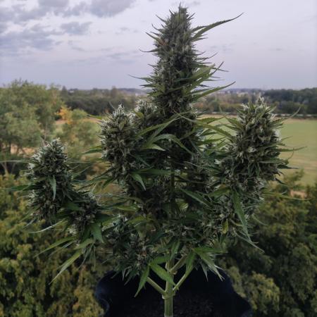 Creamzilla Auto ( In & Outdoor )