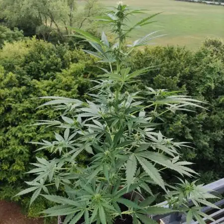 Green Posion XL Auto