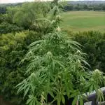 Strawberry Haze Auto