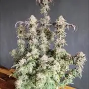 Big Bud