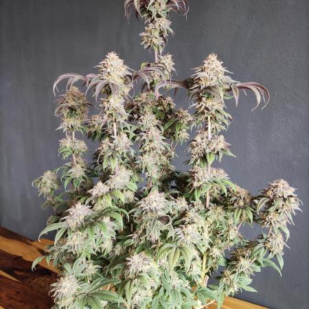 Big Bud