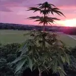 Tequila Sunrise