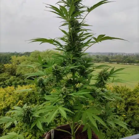 Auto Candy Bubatz XL