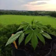 Creamzilla Auto ( In & Outdoor )