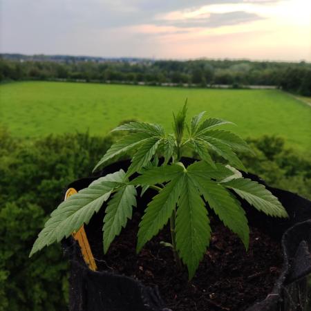 Creamzilla Auto ( In & Outdoor )