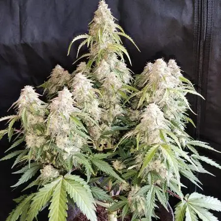 Top 44 Auto
