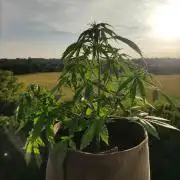 Ghost Train Haze Auto