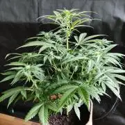 Power Plant / Dutch Passion: grow diaries - GrowDiaries