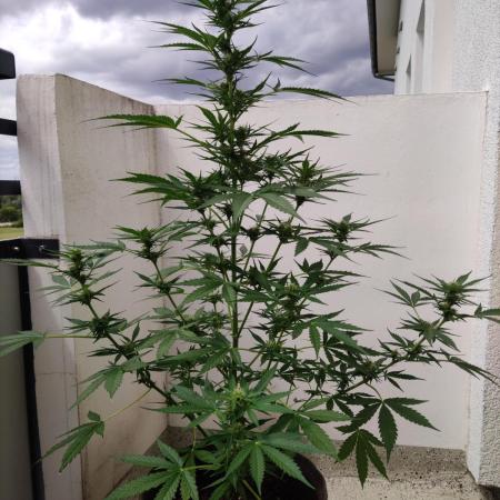 Green Posion XL Auto