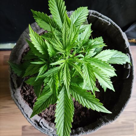 Auto Cinderella Jack