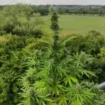 Strawberry Haze Auto