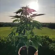 Auto Red Tropicana Cookies