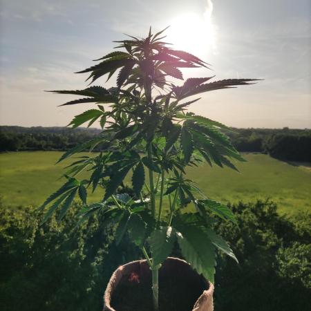 Auto Red Tropicana Cookies