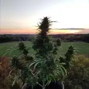 Ghost Train Haze Auto