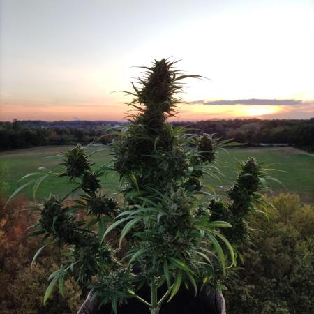 Ghost Train Haze Auto