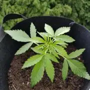 Durban Poison Autoflower