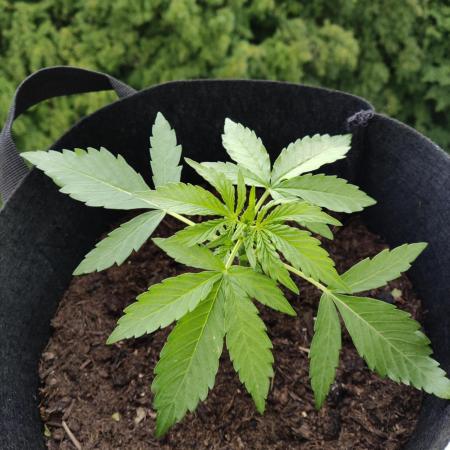 Durban Poison Autoflower