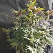 Big Bud