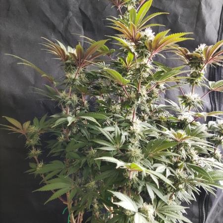 Big Bud