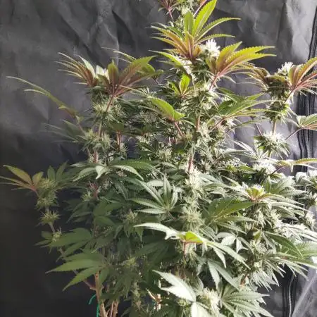Big Bud