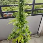 CBD Fix Auto