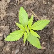 Auto Cinderella Jack