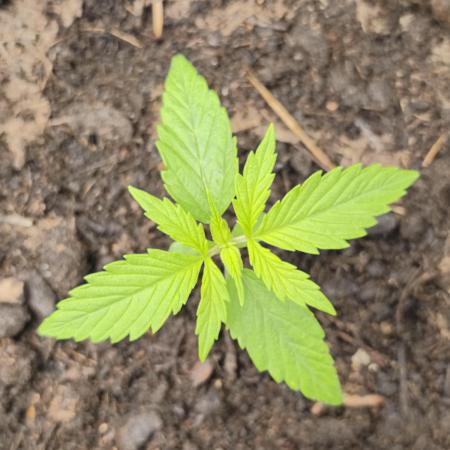 Auto Cinderella Jack