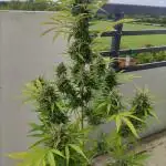 Super Silver Haze Auto