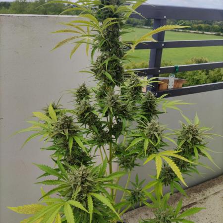 Super Silver Haze Auto