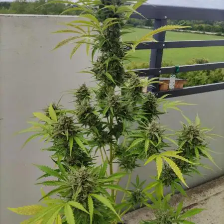 Super Silver Haze Auto