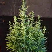 White Widow  X  The Ultimate