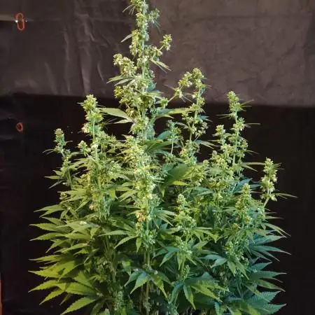 White Widow  X  The Ultimate