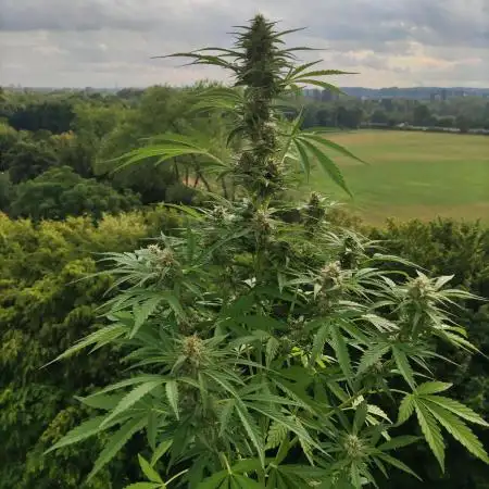 Super Silver Haze Auto