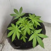 Ghost Train Haze Auto