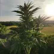 Auto Red Tropicana Cookies