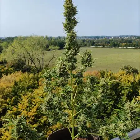 Green Posion XL Auto