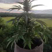 Auto Moon Rock ( In & Outdoor )