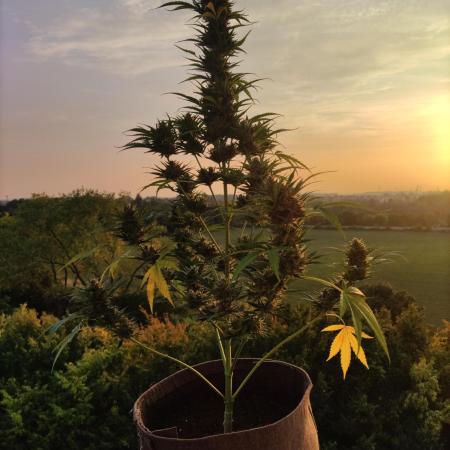 Green Posion XL Auto