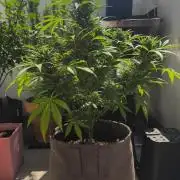Ghost Train Haze Auto