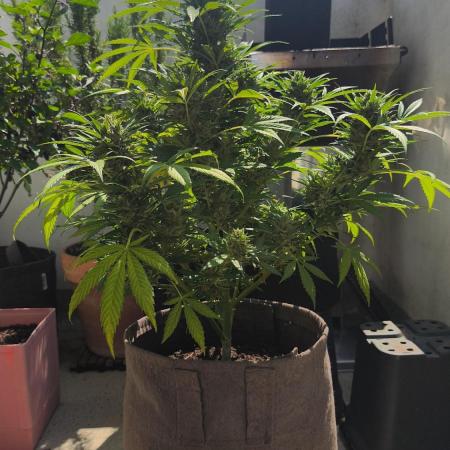 Ghost Train Haze Auto