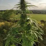 Durban Poison Autoflower