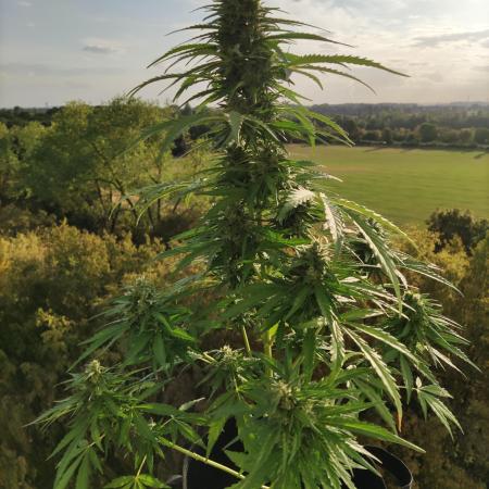 Durban Poison Autoflower
