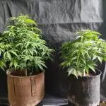 White Widow  X  The Ultimate